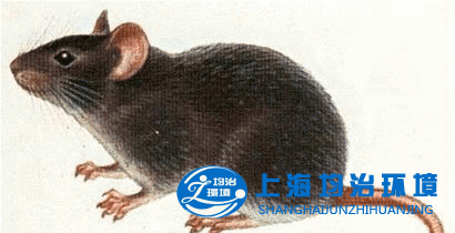 鼠跡辨別方法