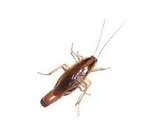 德國小蠊調(diào)查冬季多隱藏在何處，如何消殺清理