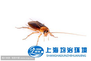 為何蟑螂會鉆進(jìn)人的耳朵？掏耳勺不可亂挖