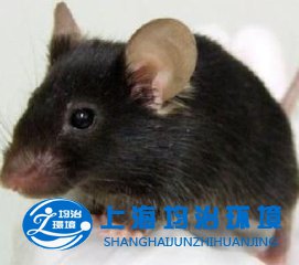 怎樣給酒店滅鼠