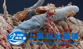 南方天氣濕潤(rùn)適合螨蟲滋生